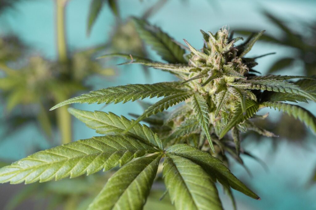 Legal, aber nicht grenzenlos – der neue Umgang mit Cannabis